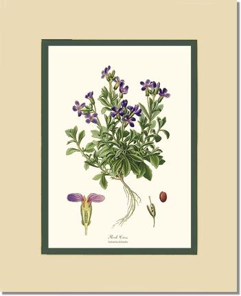 Rock Cress | Flower/Floral Art Print