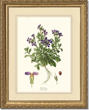 Rock Cress | Flower/Floral Art Print