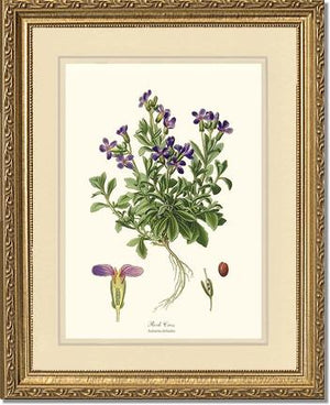 Rock Cress