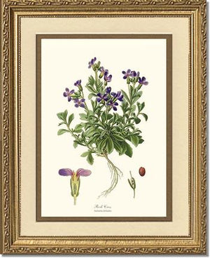 Rock Cress