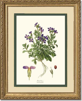 Rock Cress | Flower/Floral Art Print