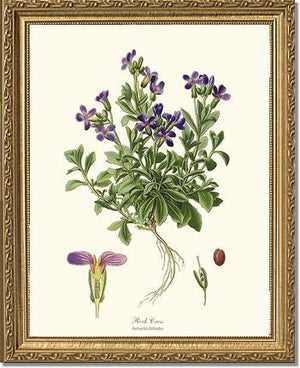 Rock Cress