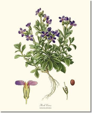 Rock Cress