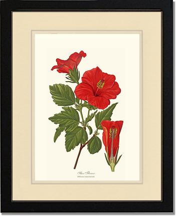 Hibiscus, Shoe Flower | Flower/Floral Art Print