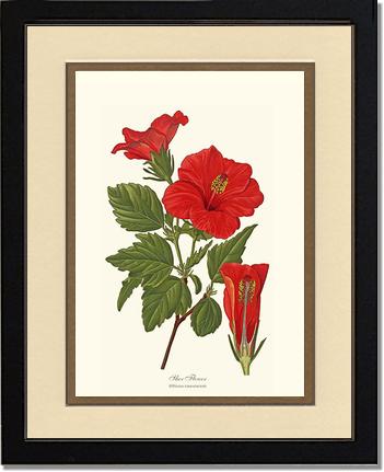 Hibiscus, Shoe Flower | Flower/Floral Art Print