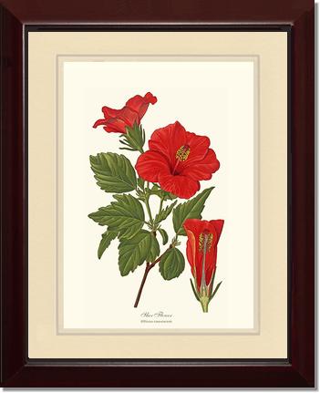 Hibiscus, Shoe Flower | Flower/Floral Art Print