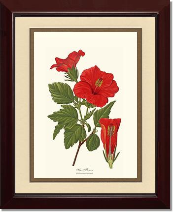 Hibiscus, Shoe Flower | Flower/Floral Art Print