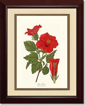 Hibiscus, Shoe Flower