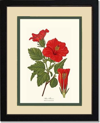 Hibiscus, Shoe Flower | Flower/Floral Art Print