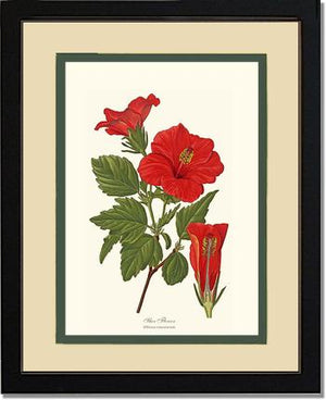 Hibiscus, Shoe Flower