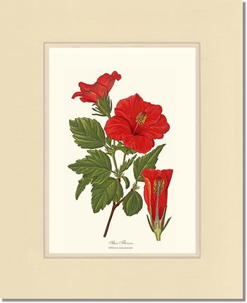 Hibiscus, Shoe Flower | Flower/Floral Art Print
