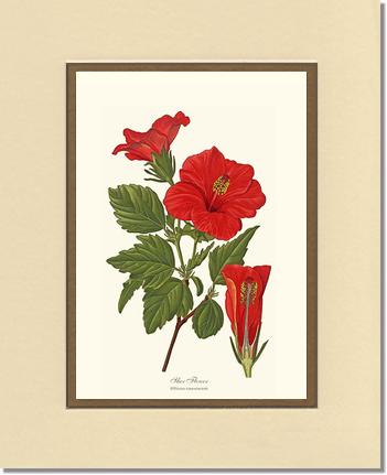 Hibiscus, Shoe Flower | Flower/Floral Art Print