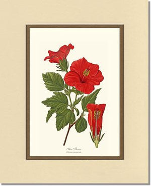 Hibiscus, Shoe Flower