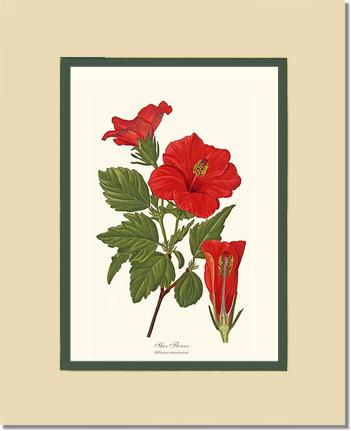 Hibiscus, Shoe Flower | Flower/Floral Art Print