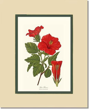 Hibiscus, Shoe Flower