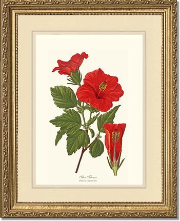 Hibiscus, Shoe Flower | Flower/Floral Art Print