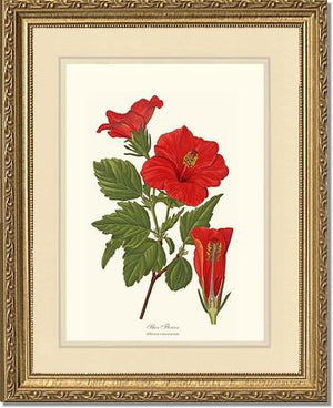 Hibiscus, Shoe Flower