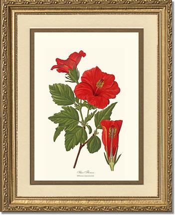 Hibiscus, Shoe Flower | Flower/Floral Art Print