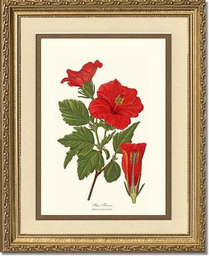 Hibiscus, Shoe Flower