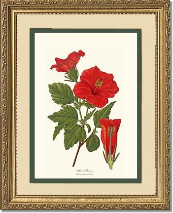 Hibiscus, Shoe Flower | Flower/Floral Art Print