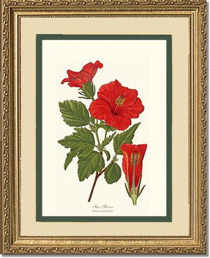 Hibiscus, Shoe Flower