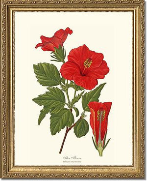 Hibiscus, Shoe Flower