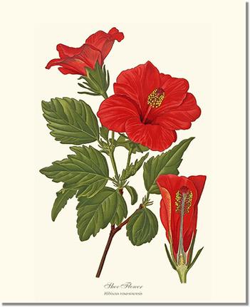 Flower Floral Print: Hibiscus, Shoe Flower