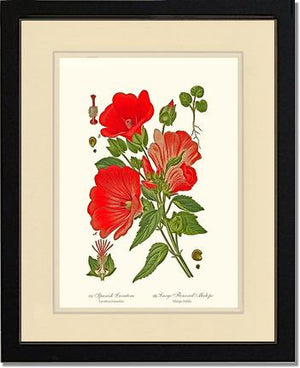 Lavatera and Malope | Flower/Floral Art Print