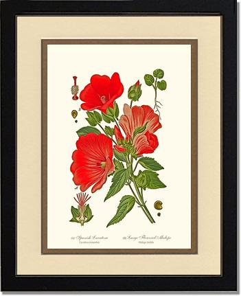 Lavatera and Malope | Flower/Floral Art Print