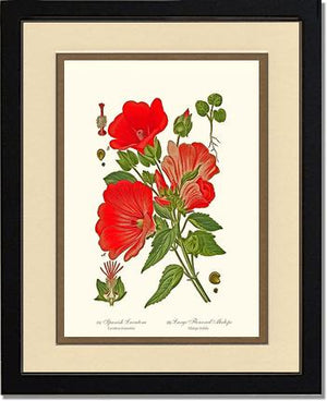 Lavatera and Malope | Flower/Floral Art Print