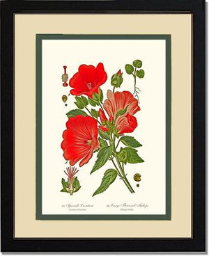 Lavatera and Malope | Flower/Floral Art Print