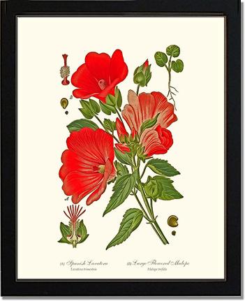 Lavatera and Malope | Flower/Floral Art Print