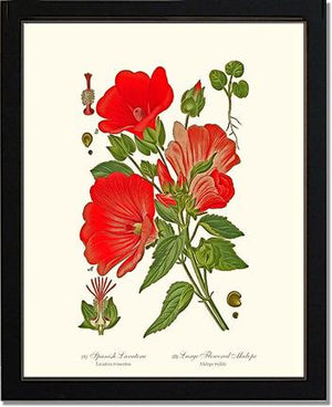 Lavatera and Malope | Flower/Floral Art Print