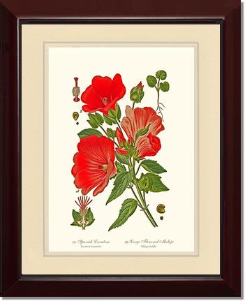 Lavatera and Malope | Flower/Floral Art Print