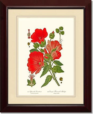 Lavatera and Malope | Flower/Floral Art Print