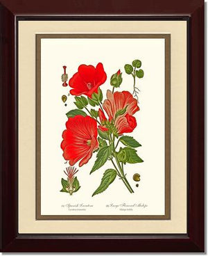 Lavatera and Malope | Flower/Floral Art Print