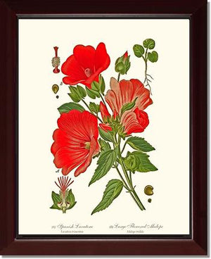 Lavatera and Malope | Flower/Floral Art Print