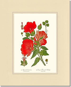 Lavatera and Malope | Flower/Floral Art Print