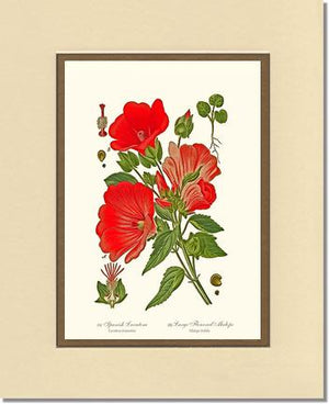 Lavatera and Malope | Flower/Floral Art Print