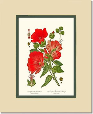 Lavatera and Malope | Flower/Floral Art Print