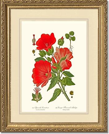 Lavatera and Malope | Flower/Floral Art Print