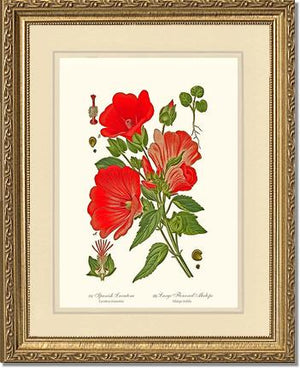 Lavatera and Malope | Flower/Floral Art Print
