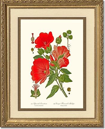 Lavatera and Malope | Flower/Floral Art Print