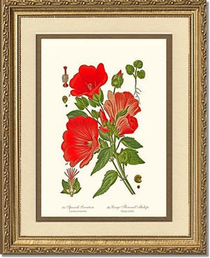 Lavatera and Malope | Flower/Floral Art Print