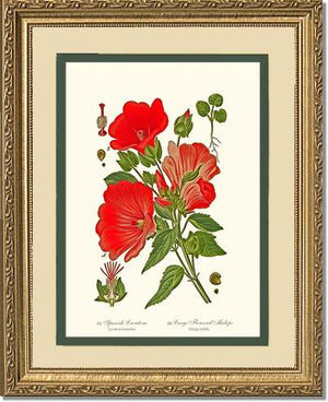 Lavatera and Malope | Flower/Floral Art Print
