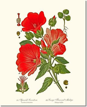 Lavatera and Malope | Flower/Floral Art Print