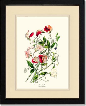 Sweet Pea | Flower/Floral Art Print