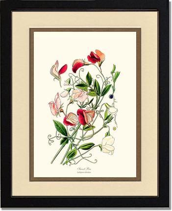 Sweet Pea | Flower/Floral Art Print