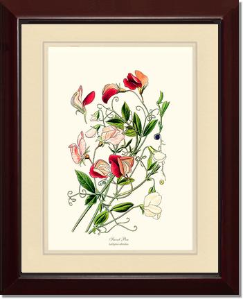 Sweet Pea | Flower/Floral Art Print