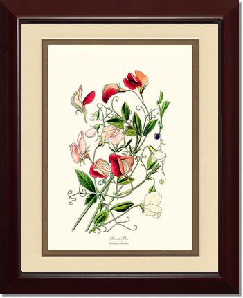 Sweet Pea | Flower/Floral Art Print